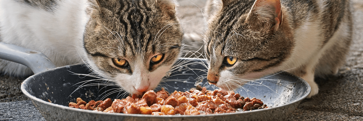 Bio Katzennahrung - Bio Katzenfutter im Test