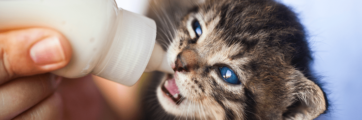 Katzenfutter im Test für Kitten - Bestes Kittenfutter für deinen Liebling