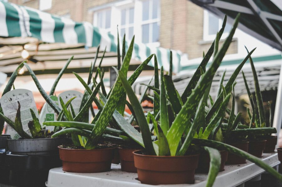 Aloe Vera bei Rosacea