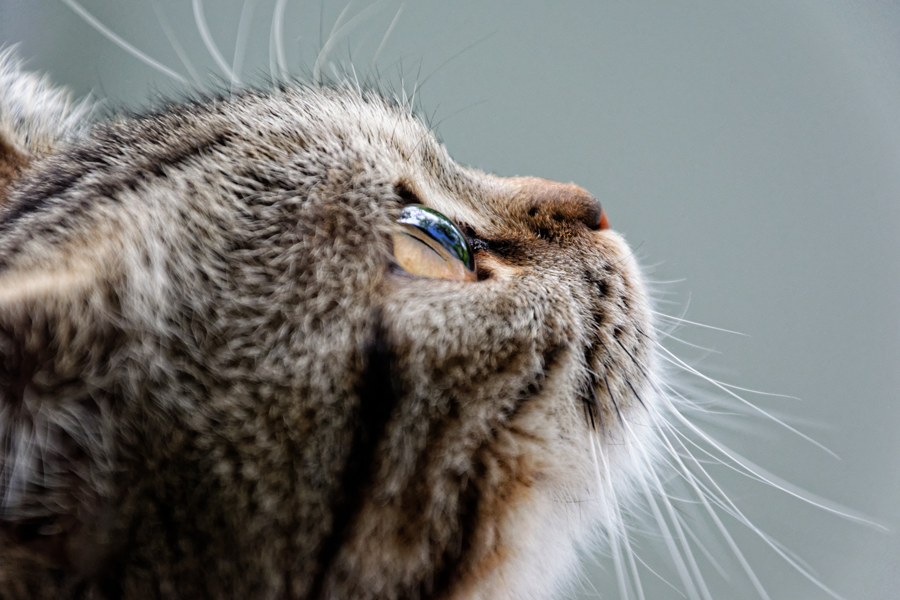 Futtermittelallergie Katze Symptome