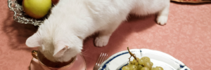 Futtermittelallergie bei Katzen