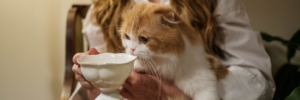 Rohasche im Katzenfutter