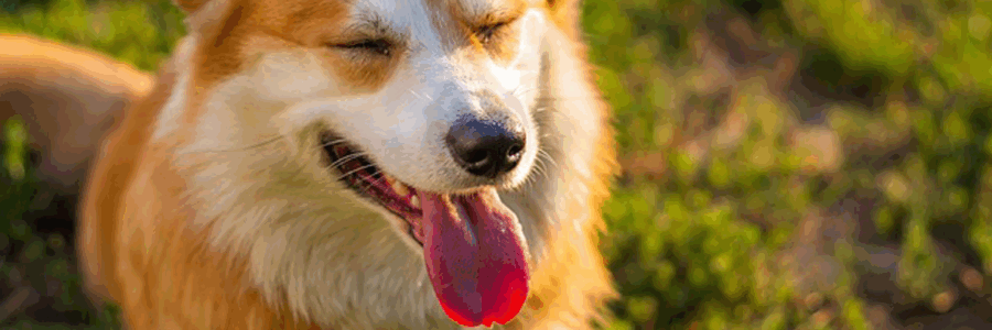 gutes Nassfutter für Hunde