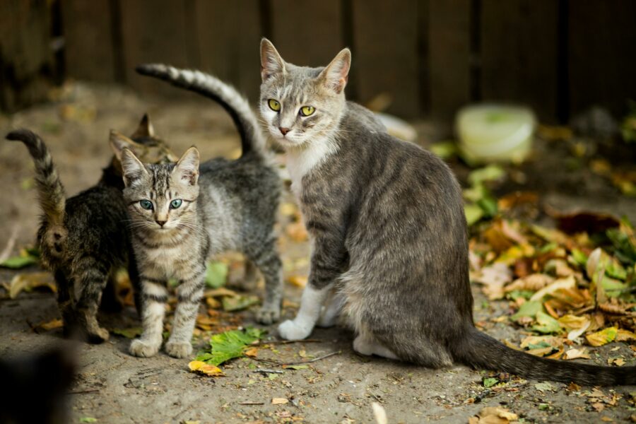 Das beste Katzenfutter