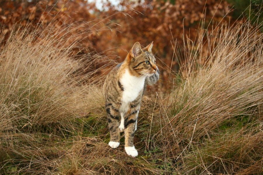 bitiba Katzenfutter