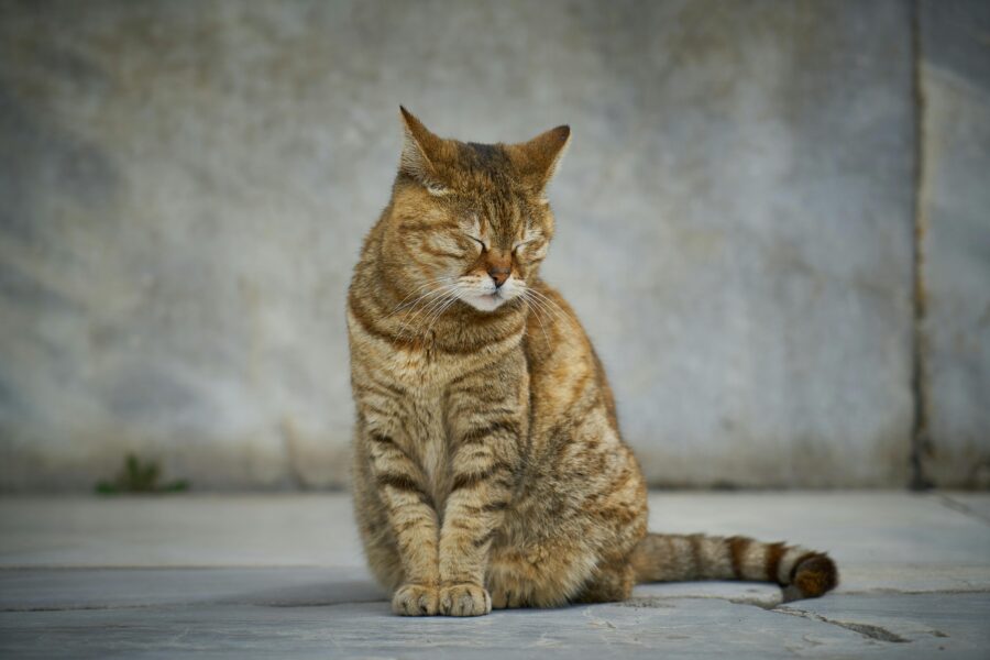 Taurin für die Katze​